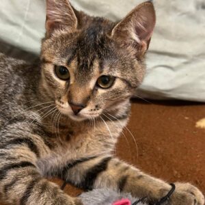 braun getigerte Kurzhaarkatze spielt mit grauer Plüschmaus