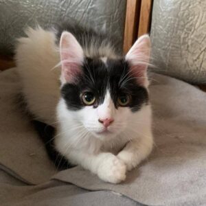 schwarz weißer Kater, schaut in die Kamera