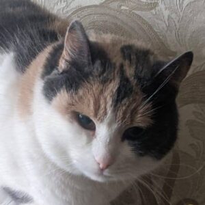 Glückskatze, dreifarbige Katze