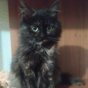 Schildpattkatze mit mittellangen Haaren sitzt und schaut in Kamera