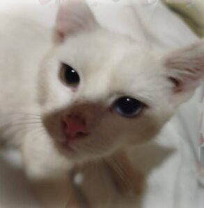 weiß-beige Katze, blaues Auge, grünes Auge, zwei Augenfarben