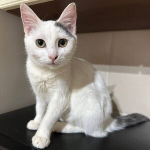 weiße Katze mit grauen Fellflecken schaut direkt in Kamera
