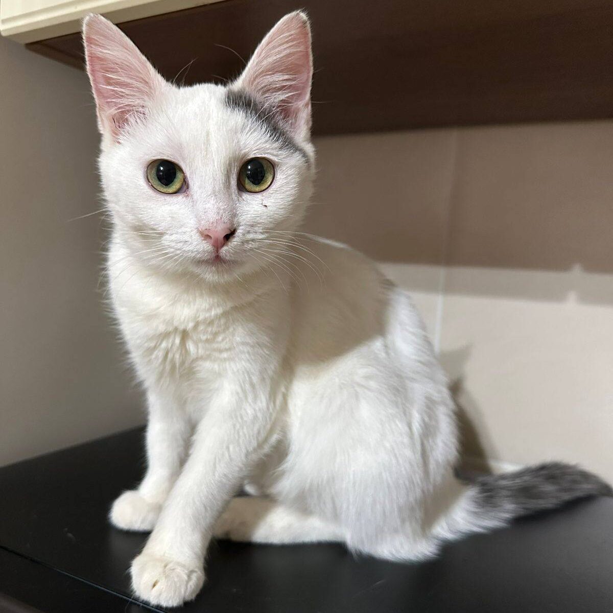 Read more about the article Luxtra