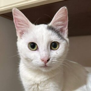 tabby katze, weiße katze mit tabby