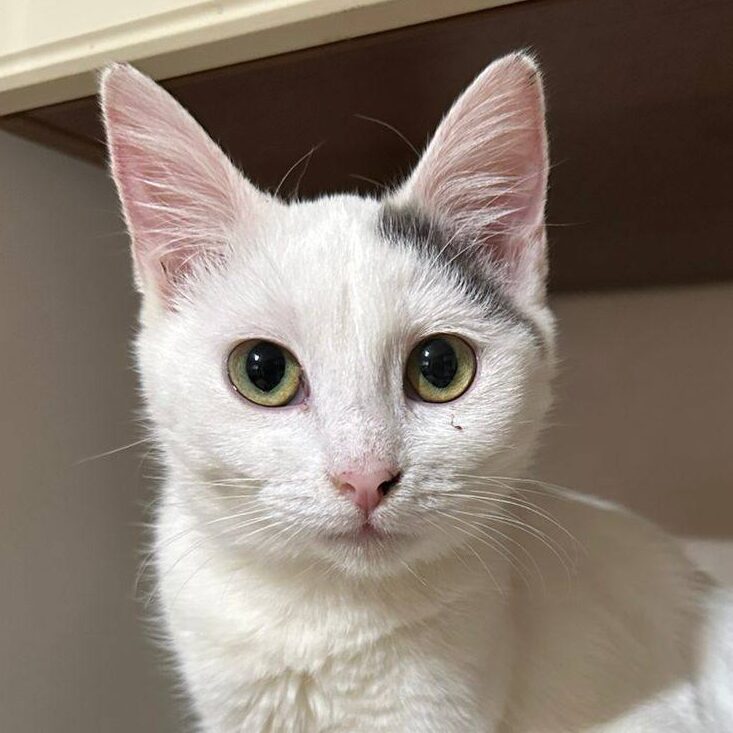 Read more about the article Luxtra