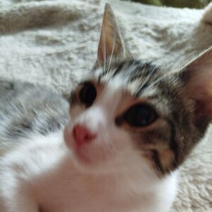 tabby mit weiß, kitten