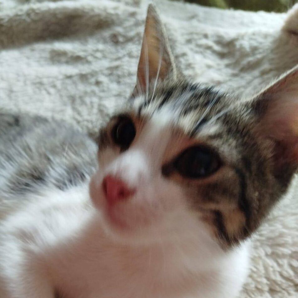 Read more about the article Marisa