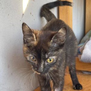 Schildpattkatze, Schiildpatt