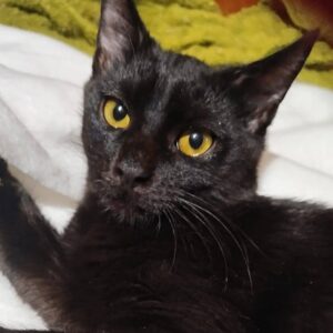 schwarze Katze, gelbe Augen