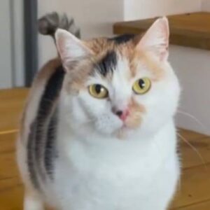 Glückskatze, grüne äugen, dreifarbige Katze