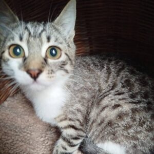 tiger mit weiß, tabby mit weiß