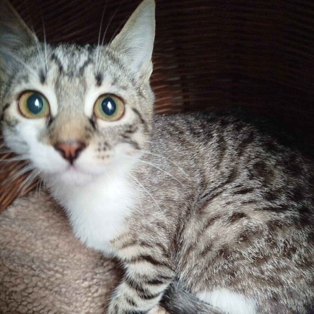 Read more about the article Spalding