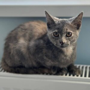 junge Katze sitzt auf Heizung