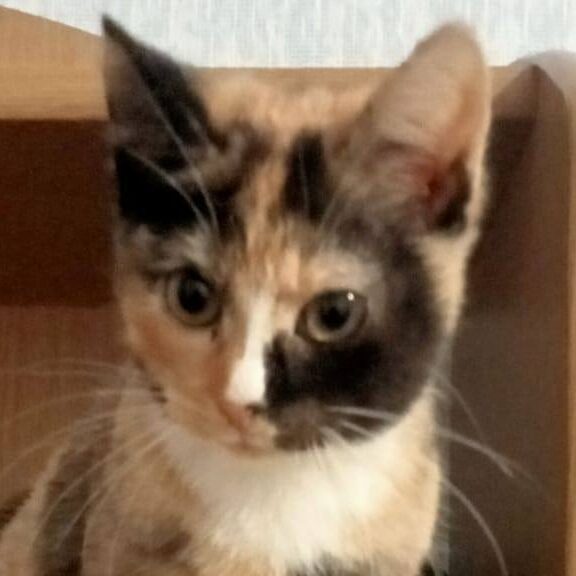 Read more about the article Marcia