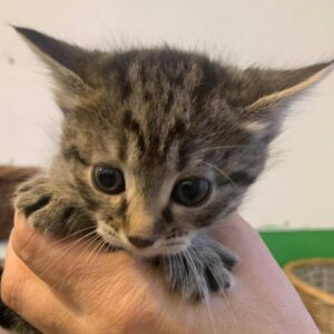 tigerkatze, baby, kitten, tabby