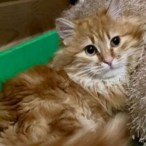 rote Katze, langhaarig (?), liegt auf einer Decke in einer Plastikschale