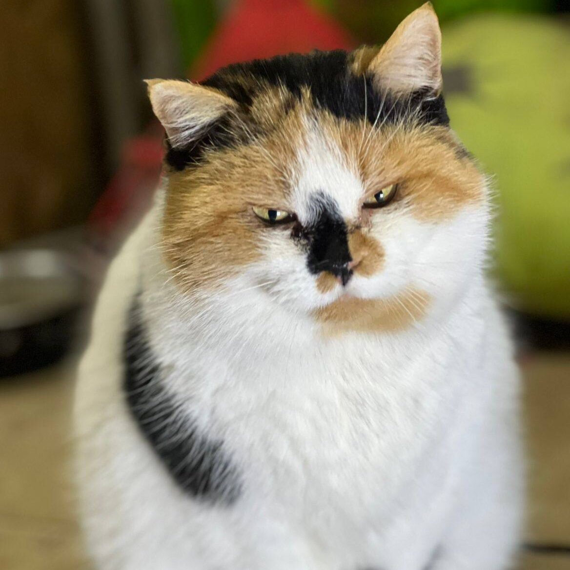 Read more about the article Betsy