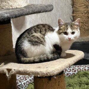 grau weiß getigerte Kurzhaarkatze sitzt auf Kratzbaum und schaut in Kamera