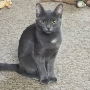 junge grau Kurzhaarkatze sitzt auf Teppich und schaut in Kamera
