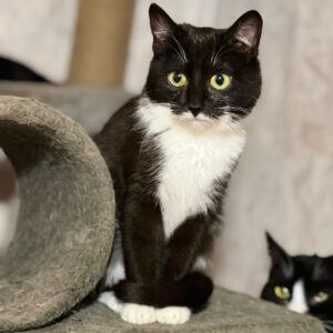 schwarz weiße Kurzhaarkatze sitzt auf Kratzbaum und wird von anderer Katze beobachtet