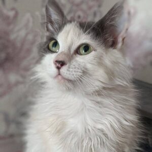 weiße Katze mit grauen Ohren und mittellangem Fell schaut nach oben