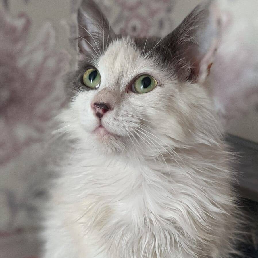 Read more about the article Shaggy