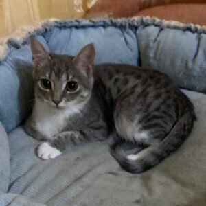 junge grau getigerter Kurzhaarkatze liegt in blauen Körbchen