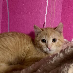 orange getigerte Kurzhaarkatze liegt vor pinker Wand