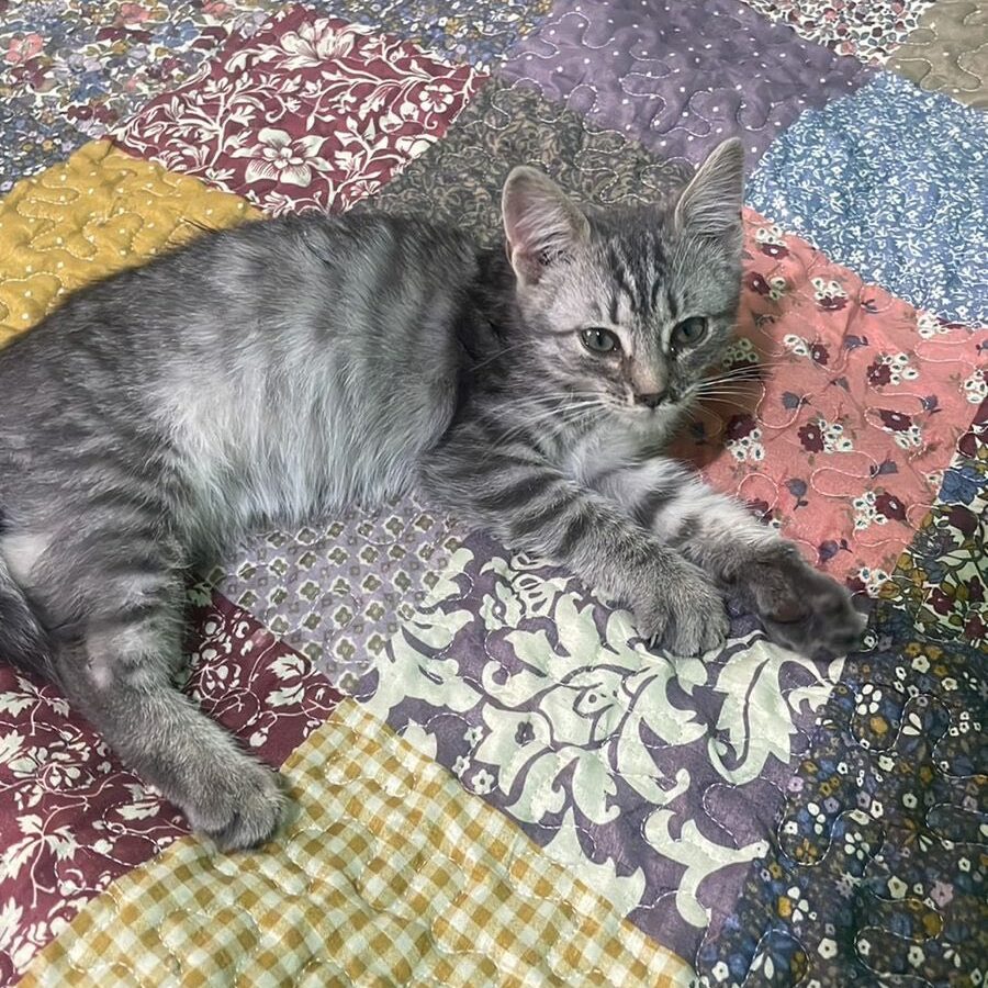 junge grau getigerte Katze liegt auf bunter Decke