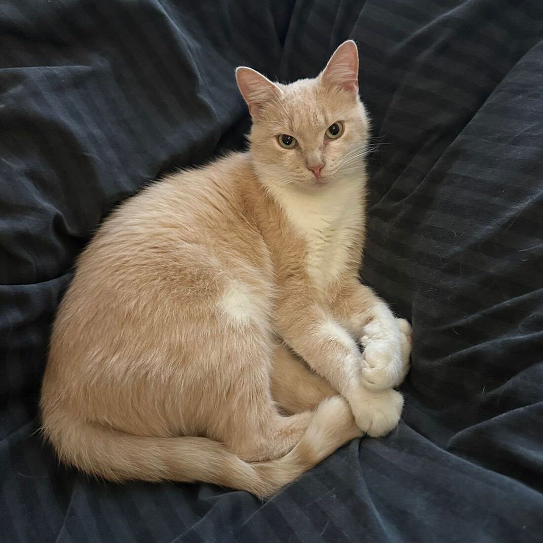 Read more about the article Archie