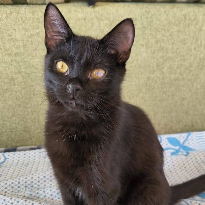 kitten, schwarze Katze, schwarzes Kitten sitzt auf Bett