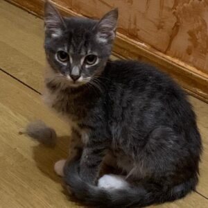 Tigerkatze, tiger mit weiß, kitten