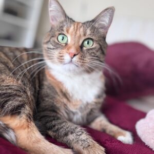 dreifarbig getigerte Katze liegt auf roter Decke und schaut in Kamera