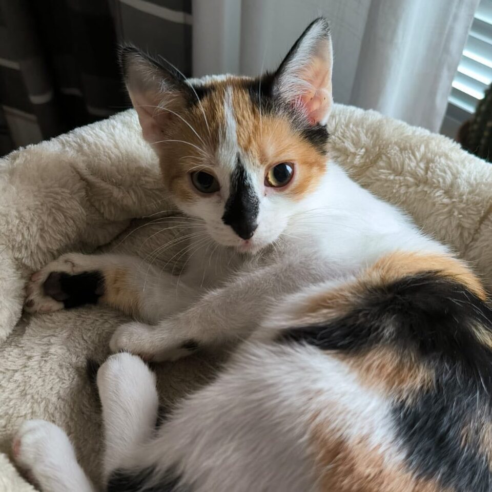 kitten, dreifarbige Katze, Glückskatze