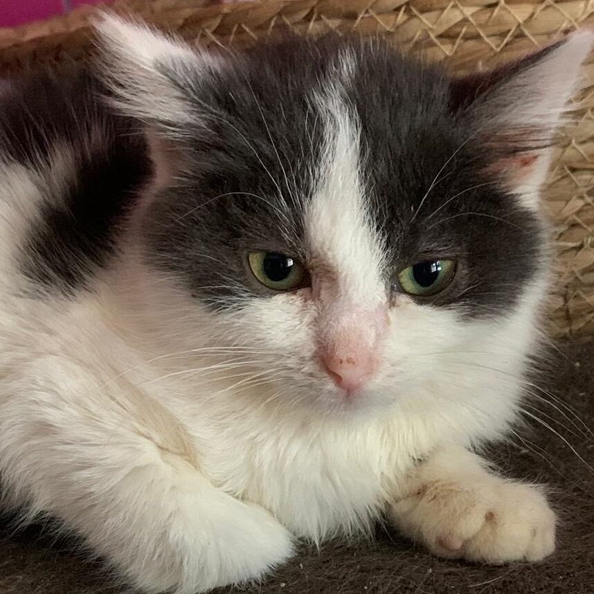 schwarz weiße Katze, kitten, kitten liegt auf Couch