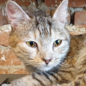 Tigerkatze liegt, Katze schaut seitlich