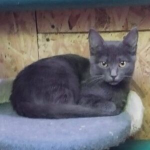 graue Katze, graues Kitten, Kitten sitzt auf Kratzbaum