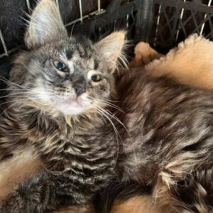 Tigerkatze, kitten, mittellanges Fell