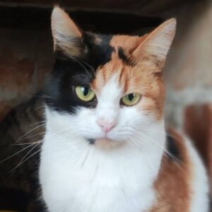 Glückskatze, dreifarbige Katze, Katze