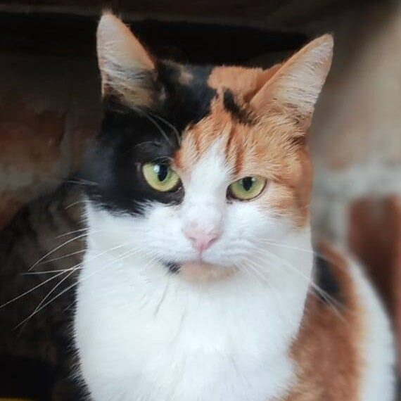 Glückskatze, dreifarbige Katze, Katze