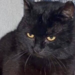 schwarzer Kater, gelbe Augen, schaut zur Seite